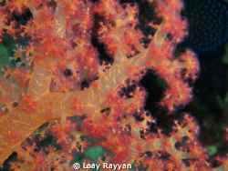 Fire in the Night by Loay Rayyan 